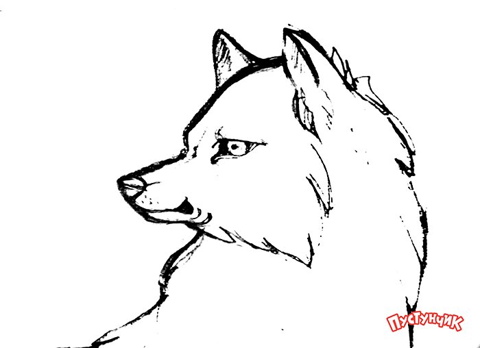 Как нарисовать волка поэтапно, фото 13