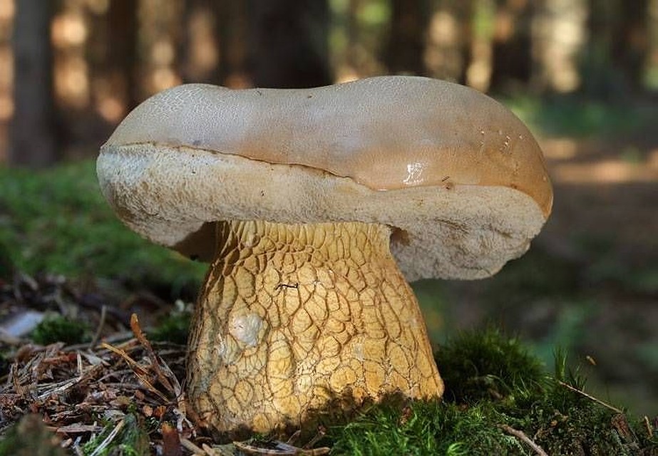 Желчный гриб. Фото: nashzeleniymir.ru 
