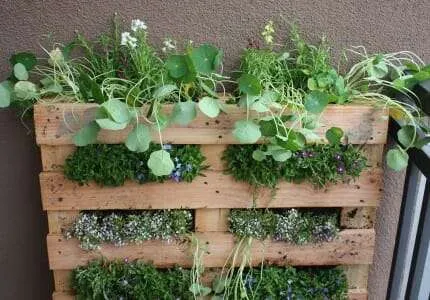 Pallet garden by Fern at Life on the Balcony. www.themicrogardener.com 
