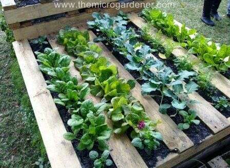 Veggie patch in a pallet garden 