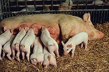 Sow and five piglets.jpg