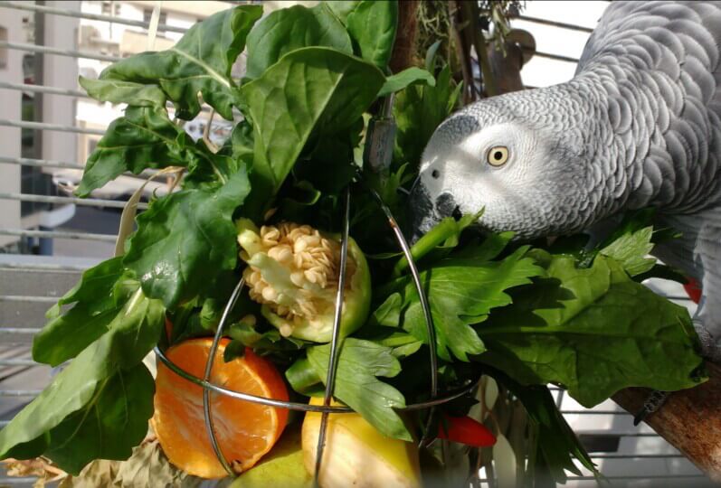 как приучить попугая жако к новой еде, овощам и фруктам