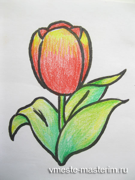 Как нарисовать тюльпан карандашом для начинающих