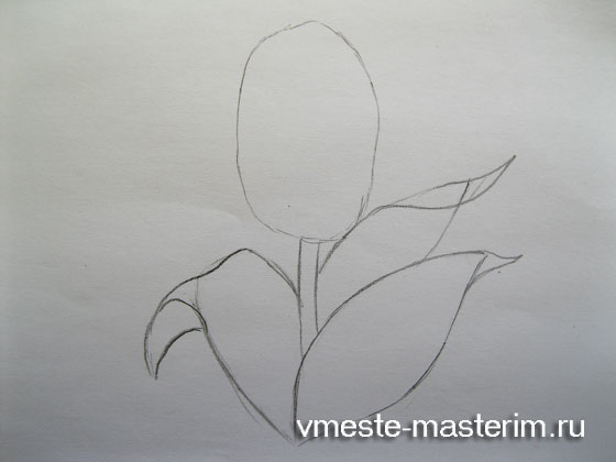 Как нарисовать тюльпан карандашом для начинающих