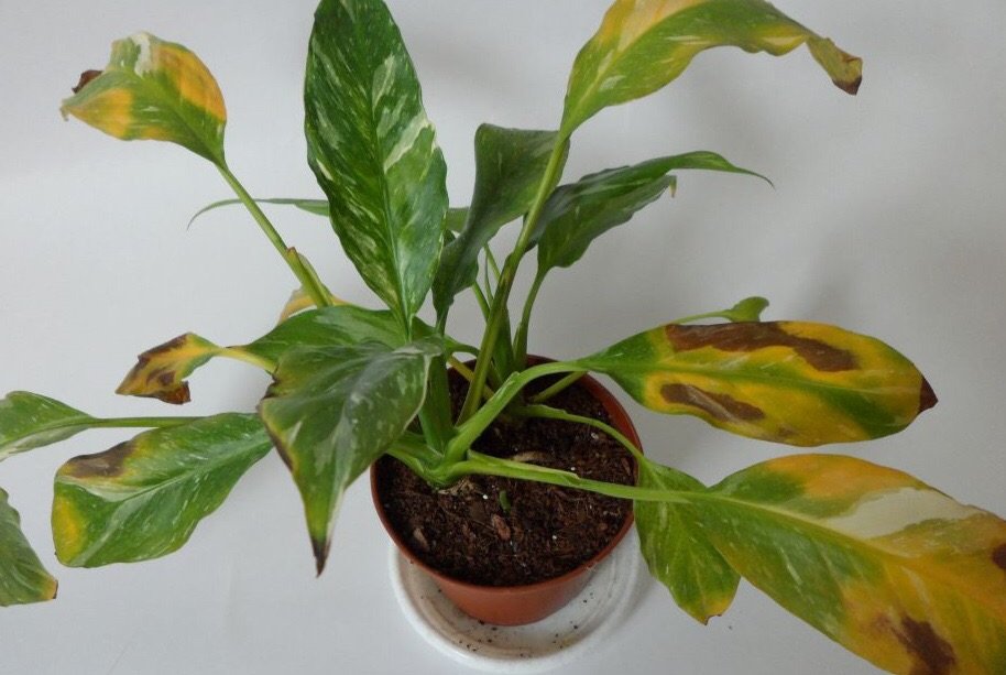 Спатифиллум болезни листьев фото как лечить: чернеют, и сохнут, и желтеют