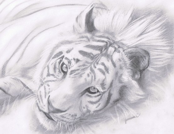 Рисунок карандашом: тигр