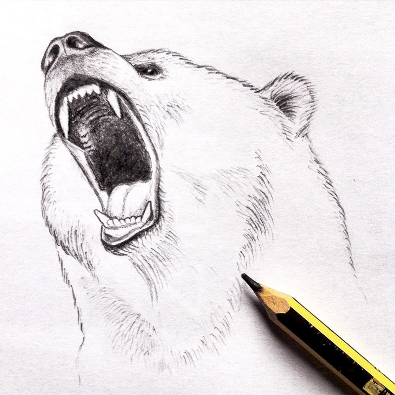 Медведь: рисунок карандашом