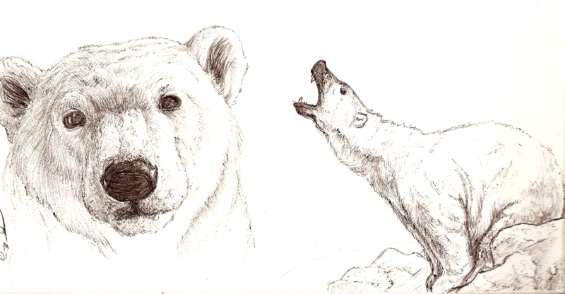 Медведь: рисунок карандашом