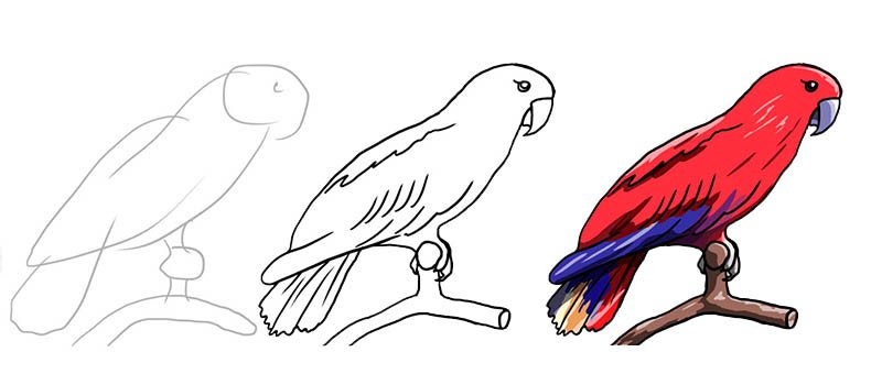 Рисунок попугая карандашом