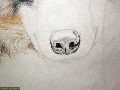 Как нарисовать нос животного