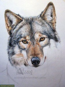Как нарисовать волчицу. Цветные карандаши