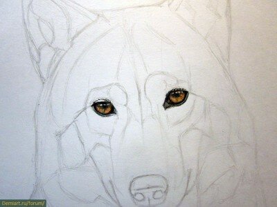 Рисуем глаза волка цветными карандашами