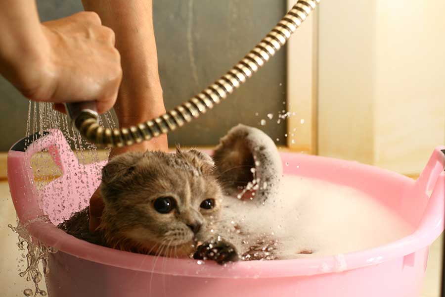 Как часто купать кошку, как правильно купать кошку