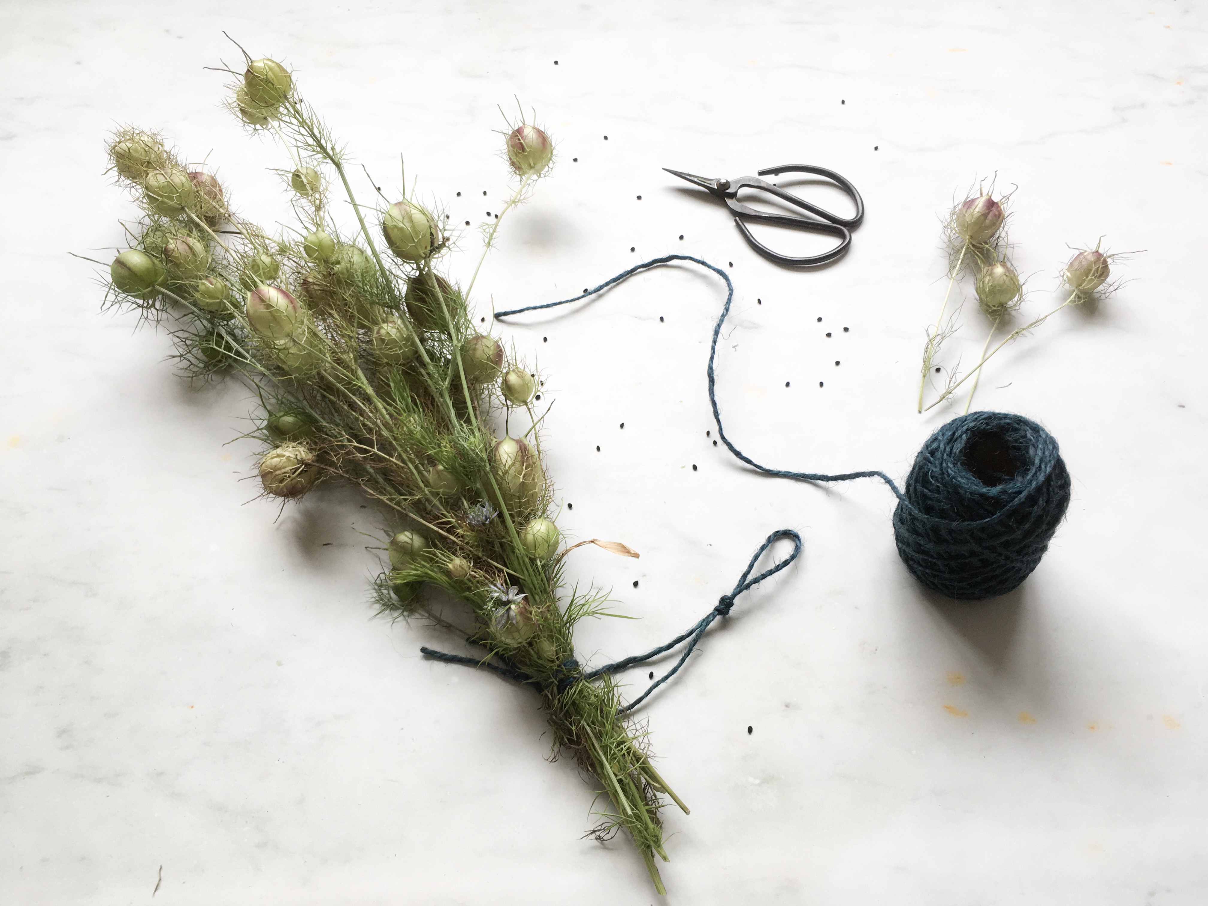 Drying Nigella