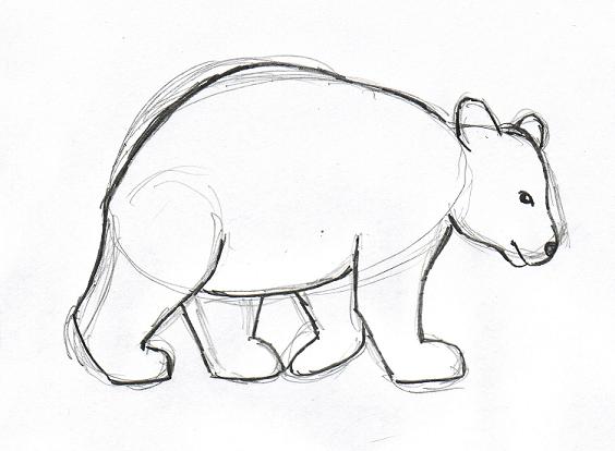 bear-drawing-5