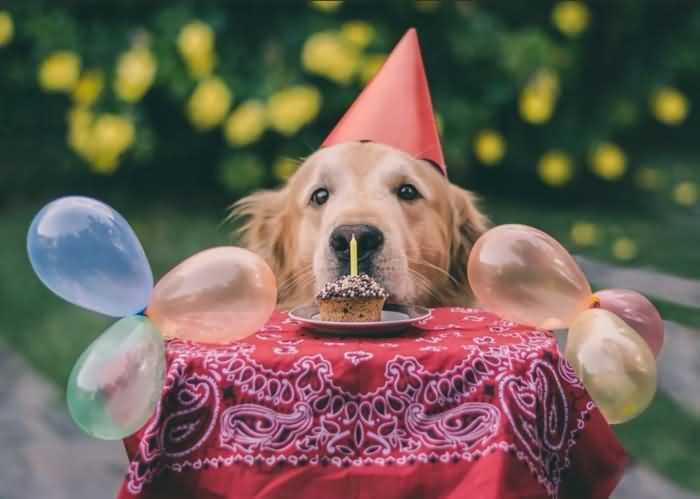 Подарок собаке на день рожденья
