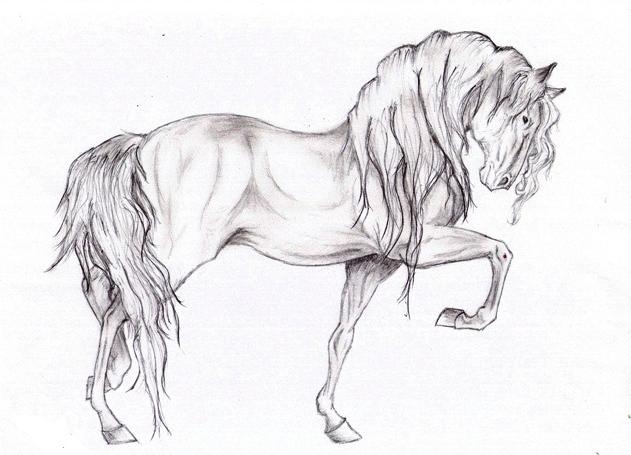 как нарисовать лошадь карандашом 