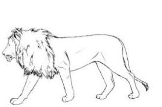 лев нарисованный карандашом