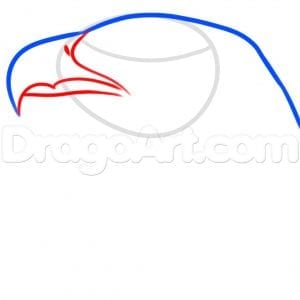 Как нарисовать голову орла