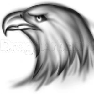 Как нарисовать голову орла