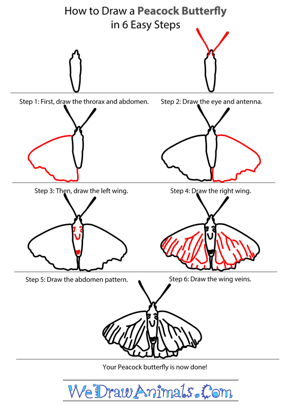 Как нарисовать бабочку павлина