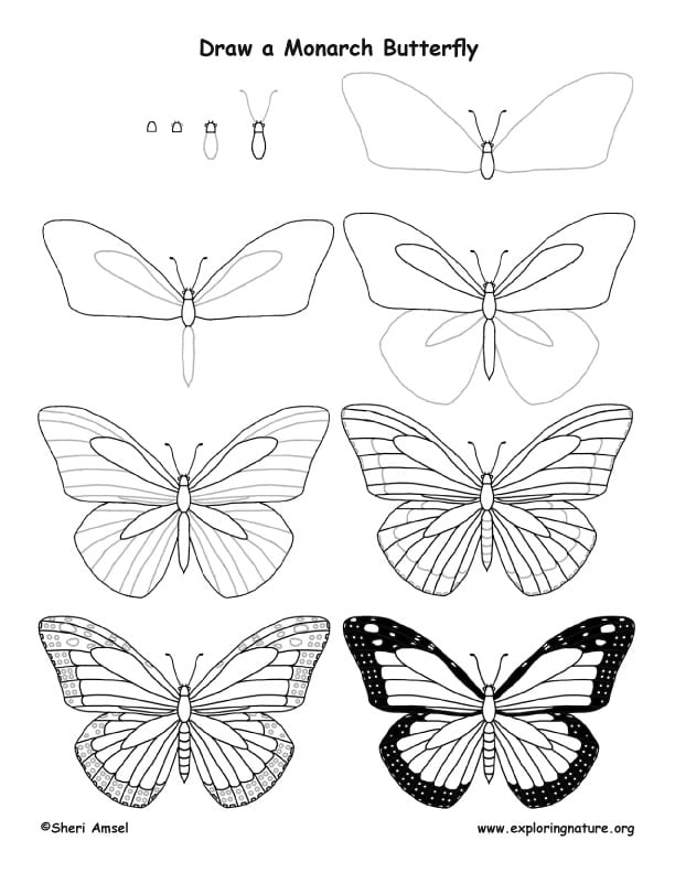 Рисуем бабочку монарха