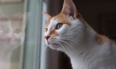 кошка окно отражение