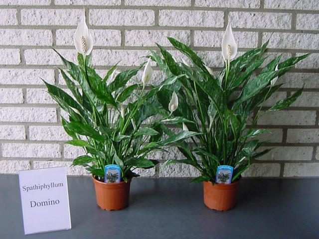 Спатифиллум Домино (Spathiphyllum Domino)